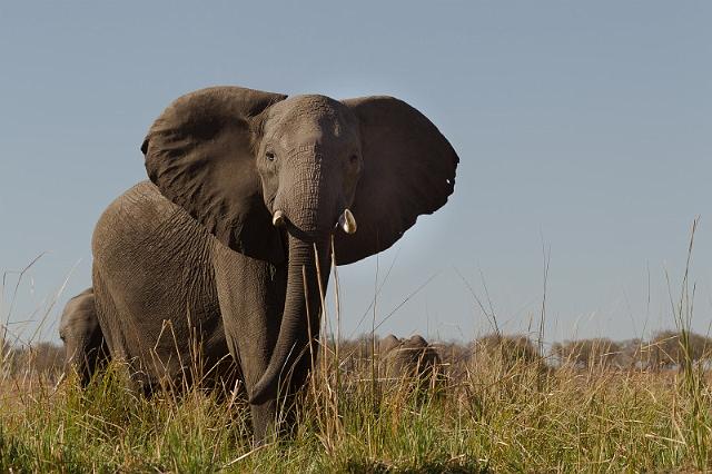 042 Chobe NP, olifanten.jpg